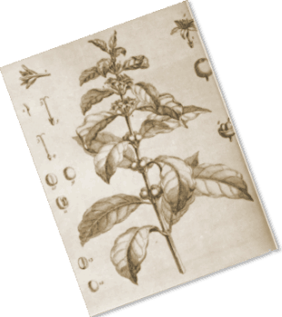 Botanical drawing of coffee plant.